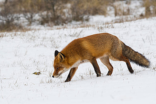 红狐,狐属,雪地,北荷兰,荷兰