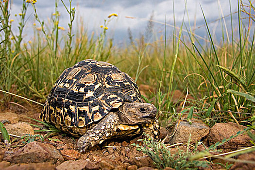 豹纹龟,禁猎区,南非