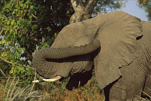 非洲象,雄性动物,挠,耳,冬天,莫瑞米,野生动植物保护区,博茨瓦纳