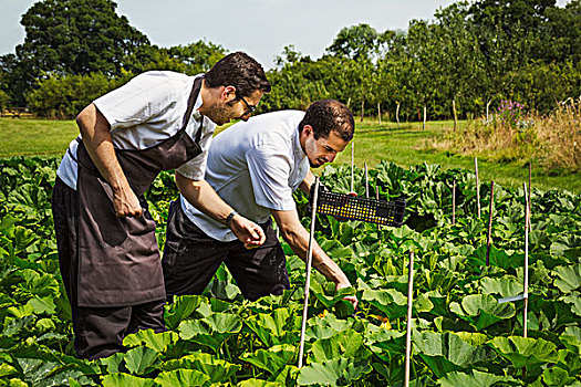 两个男人,穿,围裙,站立,菜园,蔬菜采摘