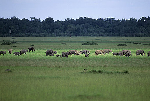 肯尼亚,马赛马拉,大象,牧群