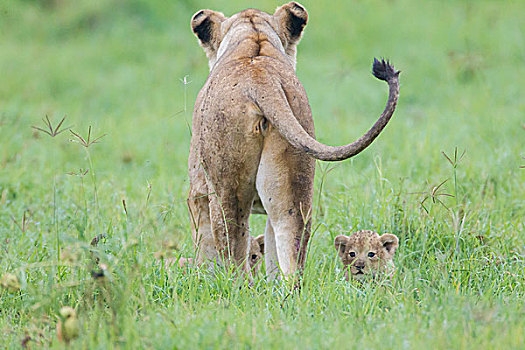母狮站在小狮子后面图片