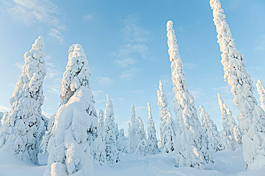 积雪,树,国家公园,拉普兰,芬兰