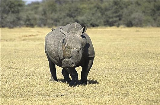 黑犀牛,万基国家公园,津巴布韦