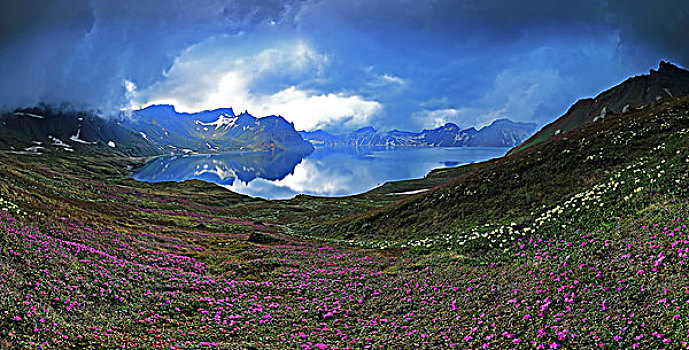 长白山天池高山花卉