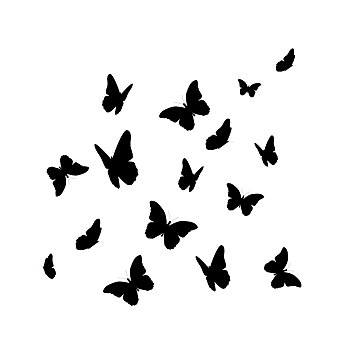 蝴蝶,剪影,隔绝,白色背景,背景,矢量,插画
