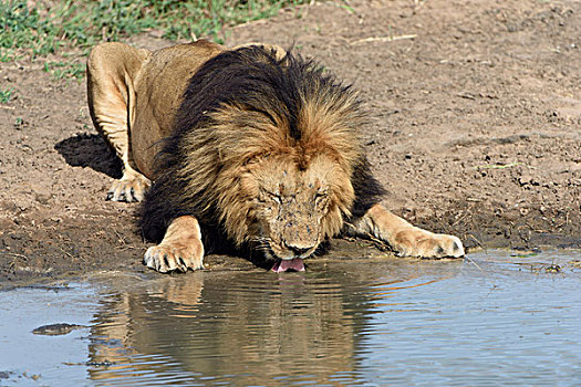 雄性,狮子,暗色,鬃毛,喝,马赛马拉国家保护区,肯尼亚,非洲