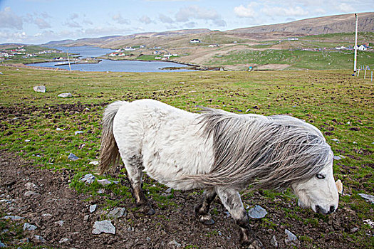 设得兰矮种马,设得兰群岛,苏格兰