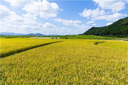 稻田