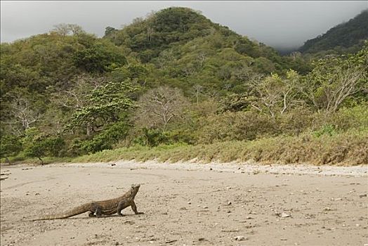 科摩多巨蜥,科摩多龙,海滩,科莫多岛,印度尼西亚