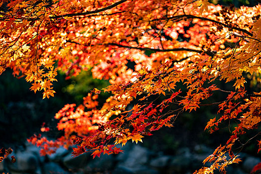 本溪红叶,枫叶风光摄影,秋天风景,辽宁本溪红叶,枫叶秋色,大地森林公园秋季风光