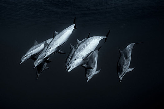 大西洋点斑原海豚,南,特内里费岛