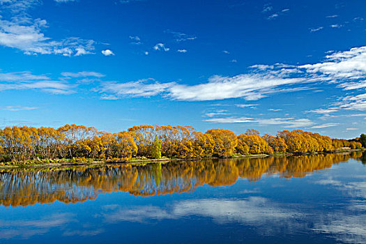 秋色,河,靠近,南,奥塔哥,南岛,新西兰