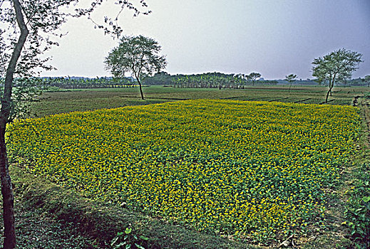 芥末,冬天,地点,开花,孟加拉