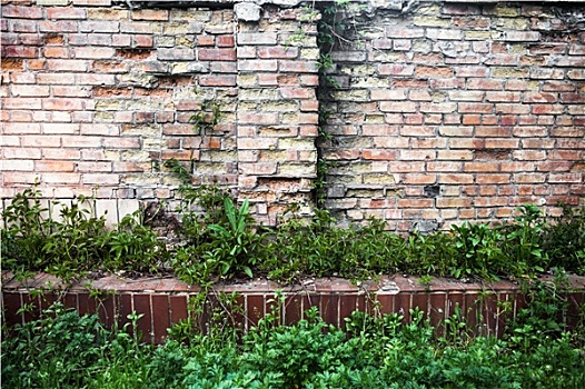 砖墙,青草,常春藤