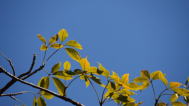 植物嫩叶蓝天树梢春天叶子天空