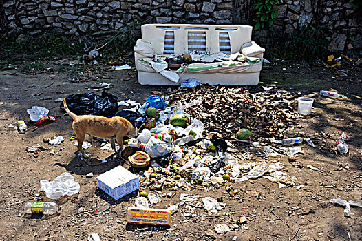 狗,垃圾,包,堆积,靠近,老,沙发,里约热内卢,巴西,南美,拉丁美洲