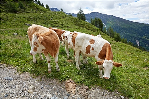 母牛,放牧,山坡