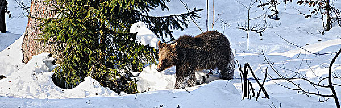 幼兽,棕熊,雪中,巴伐利亚森林,德国