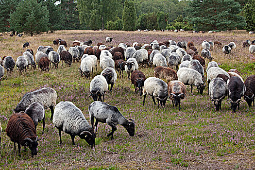 成群,绵羊,石南,靠近,下萨克森,德国,欧洲
