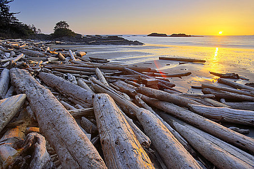 浮木,海滩,环太平洋国家公园,自然保护区,温哥华岛,不列颠哥伦比亚省,加拿大