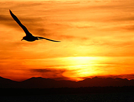 海鸥,日落,剪影