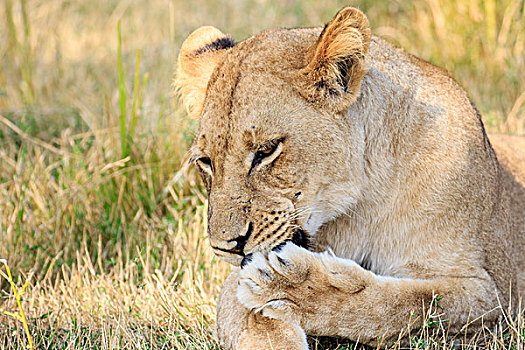 雌狮,狮子,舔,清洁,南卢安瓜国家公园,赞比亚,非洲