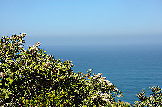 海边植物和蓝天海洋背景