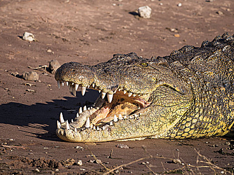 尼罗鳄,张嘴,头像,莫瑞米,国家公园,博茨瓦纳,非洲