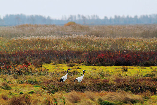 秋天湿地中的丹顶鹤