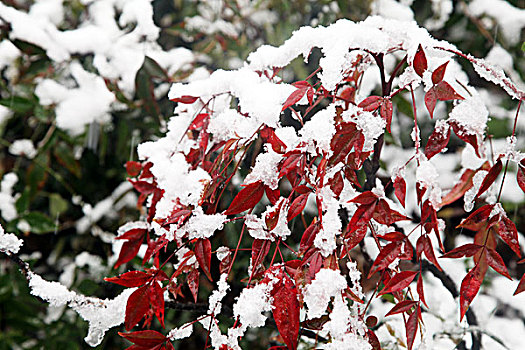 杭州,西湖,树木,树,树林,雪,水墨画,朦胧,仙境,冬天,平静,姿态,红豆,红果,下雪