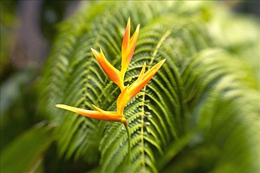夏威夷,毛伊岛,一个,海里康属植物,正面,蕨类,叶子,聚焦
