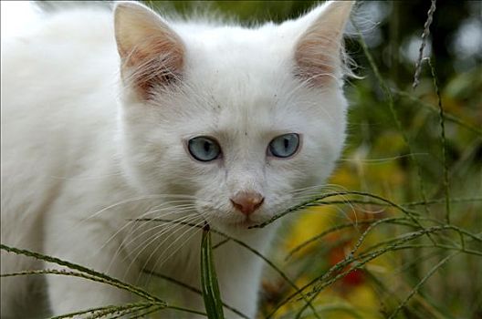 白色,小猫
