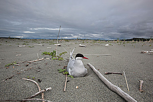 北极燕鸥,孵卵,蛋,地上,窝,亚库塔特,阿拉斯加