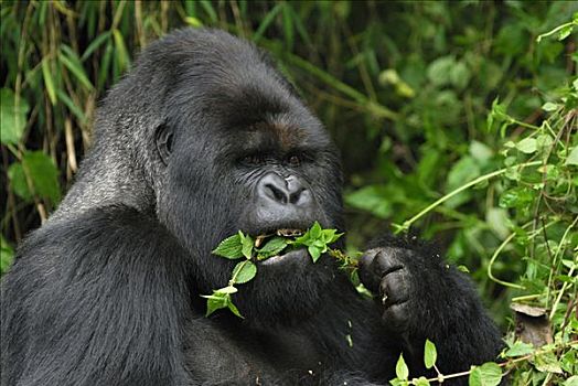 山地大猩猩,大猩猩,银背大猩猩,吃,植物,火山国家公园,卢旺达