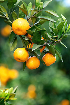 挂满枝头的橘子