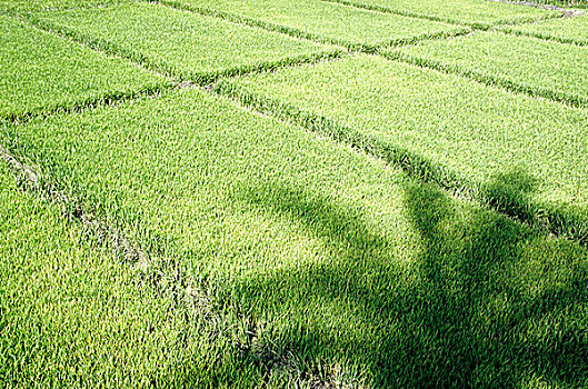 稻田,早熟,绿色,树苗,绿色植物,乡村,孟加拉