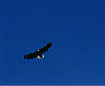 白头鹰,弓形谷,艾伯塔省,加拿大