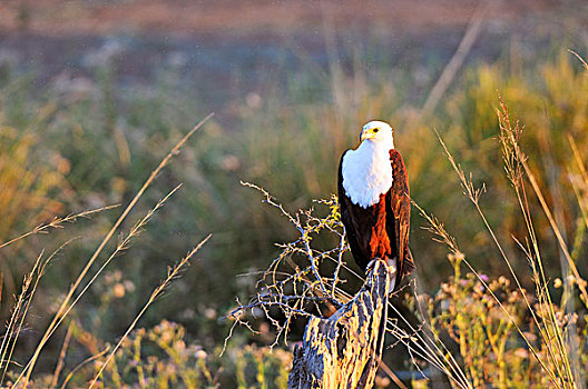 非洲鱼鹰,吼海雕,树干,赞比西河下游国家公园,赞比亚,非洲