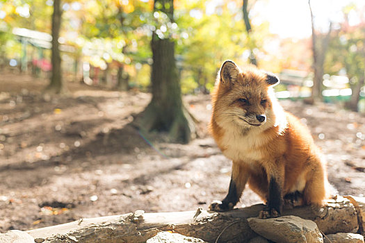狐狸,自然