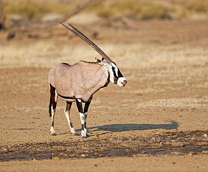 南非大羚羊,羚羊,水潭,卡拉哈迪大羚羊国家公园,南非,非洲