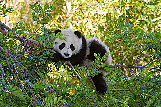 大熊猫,休息,树上,中国
