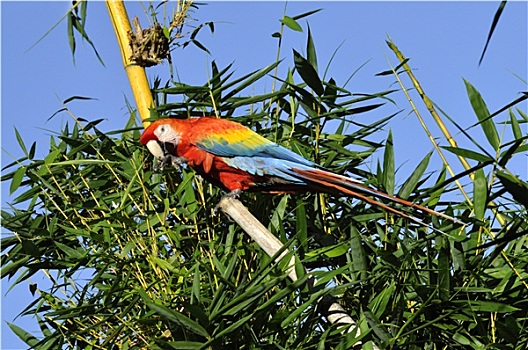 金头亚马逊鹦鹉图片