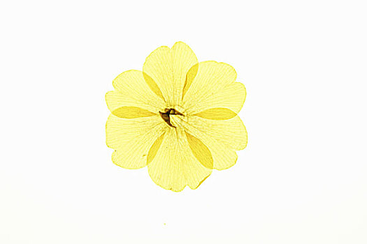 flower,pattern
