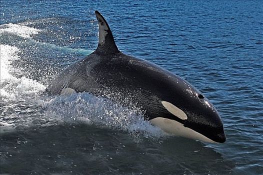 逆戟鲸,跳跃,家族,鲸类,约翰斯顿海峡,不列颠哥伦比亚省,加拿大