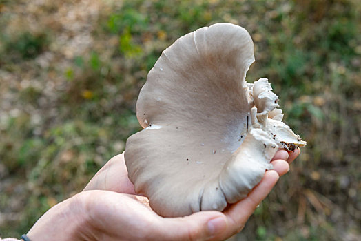 柳树树墩上新鲜的蘑菇