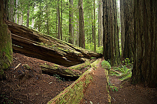 下落,树,红杉,国家公园,加利福尼亚,美国