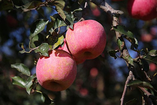 山东省日照市,红彤彤苹果挂满枝头,千亩果园喜迎丰收