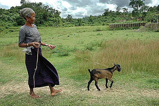 种族,女人,放牧,山羊,孟加拉,六月,2005年,农业,产品,影响,贫穷