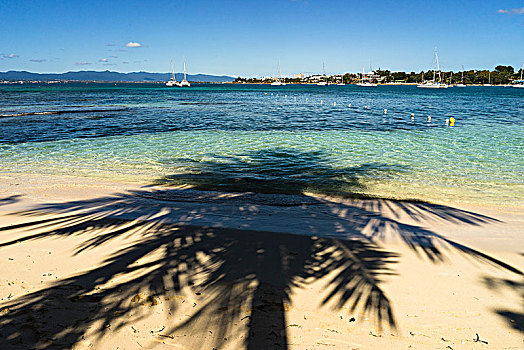 椰树,影子,海滩,岛屿,瓜德罗普,法国
